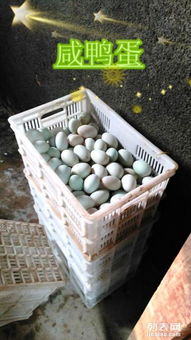 鮮鴨蛋、松花蛋與廚具雜品一站式批發零售指南